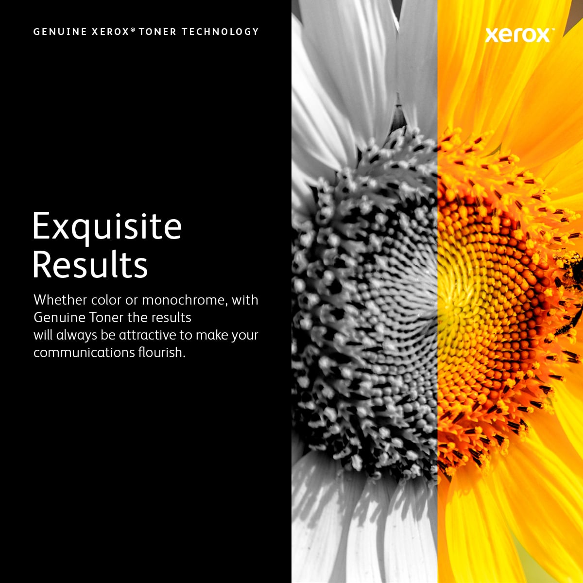 Xerox PHASER 6510 / WORKCENTRE 6515 Tonercartridge met extra hoge capaciteit, magenta (4300 pagina's) - Afbeelding 8